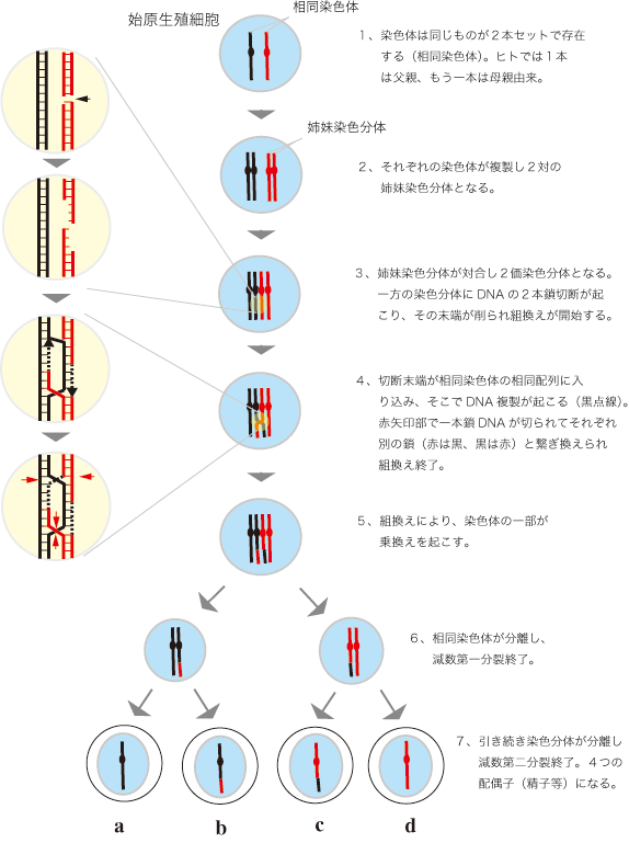 減数分裂時の遺伝的組換え機構