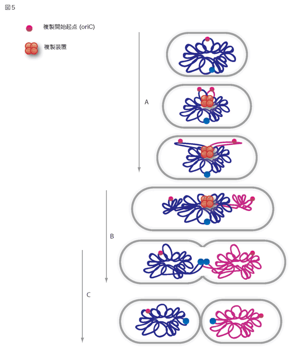 バクテリアの染色体の分配
