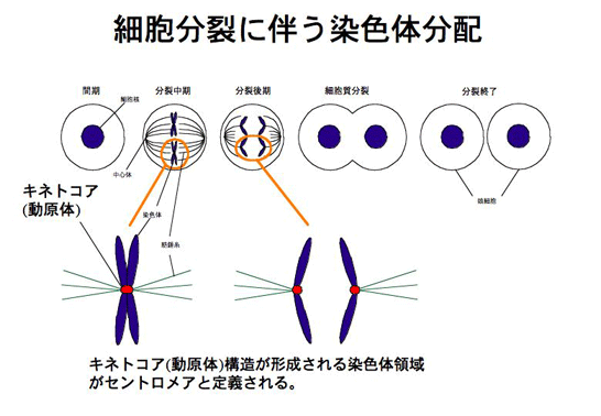 細胞分裂に伴う染色体分配
