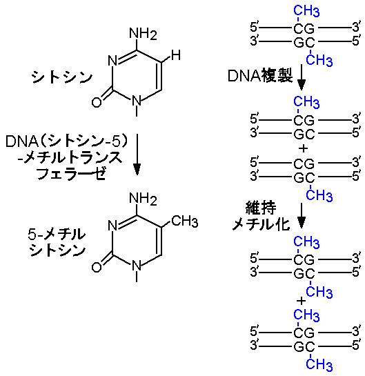イン プリンティング ゲノム