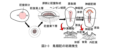 発生工学 遺伝学とは 遺伝学電子博物館