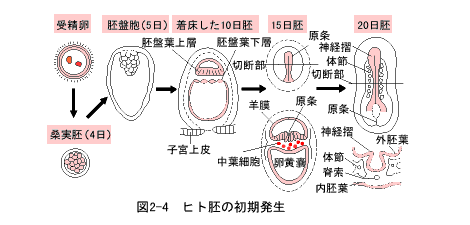ヒト胚の初期発生