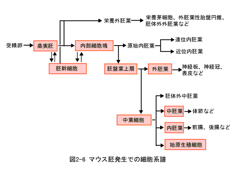 発生工学 遺伝学とは 遺伝学電子博物館 発生工学 遺伝学とは 遺伝学電子博物館