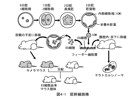 発生工学 遺伝学とは 遺伝学電子博物館 発生工学 遺伝学とは 遺伝学電子博物館