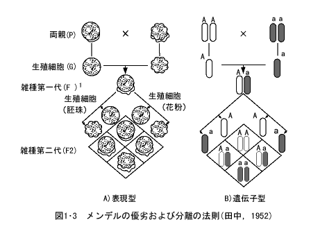 メンデルの優劣および分離の法則