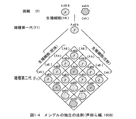 メンデルの独立の法則