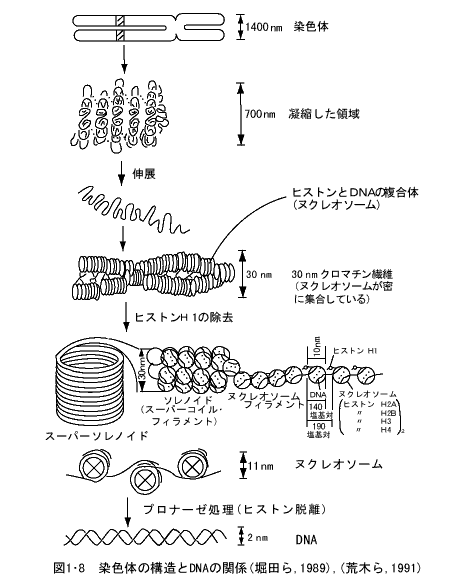 染色体の構造とDNAの関係