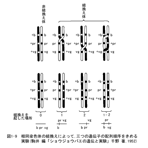 相同染色体の組換えによって、三つの遺伝子と配列順序をきめる実験