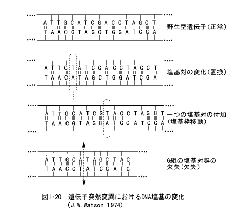 遺伝子突然変異におけるDNA塩基の変化