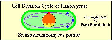 Cell Division Cycle of fission yeast Schizosaccharomyces