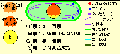 分裂酵母の細胞周期