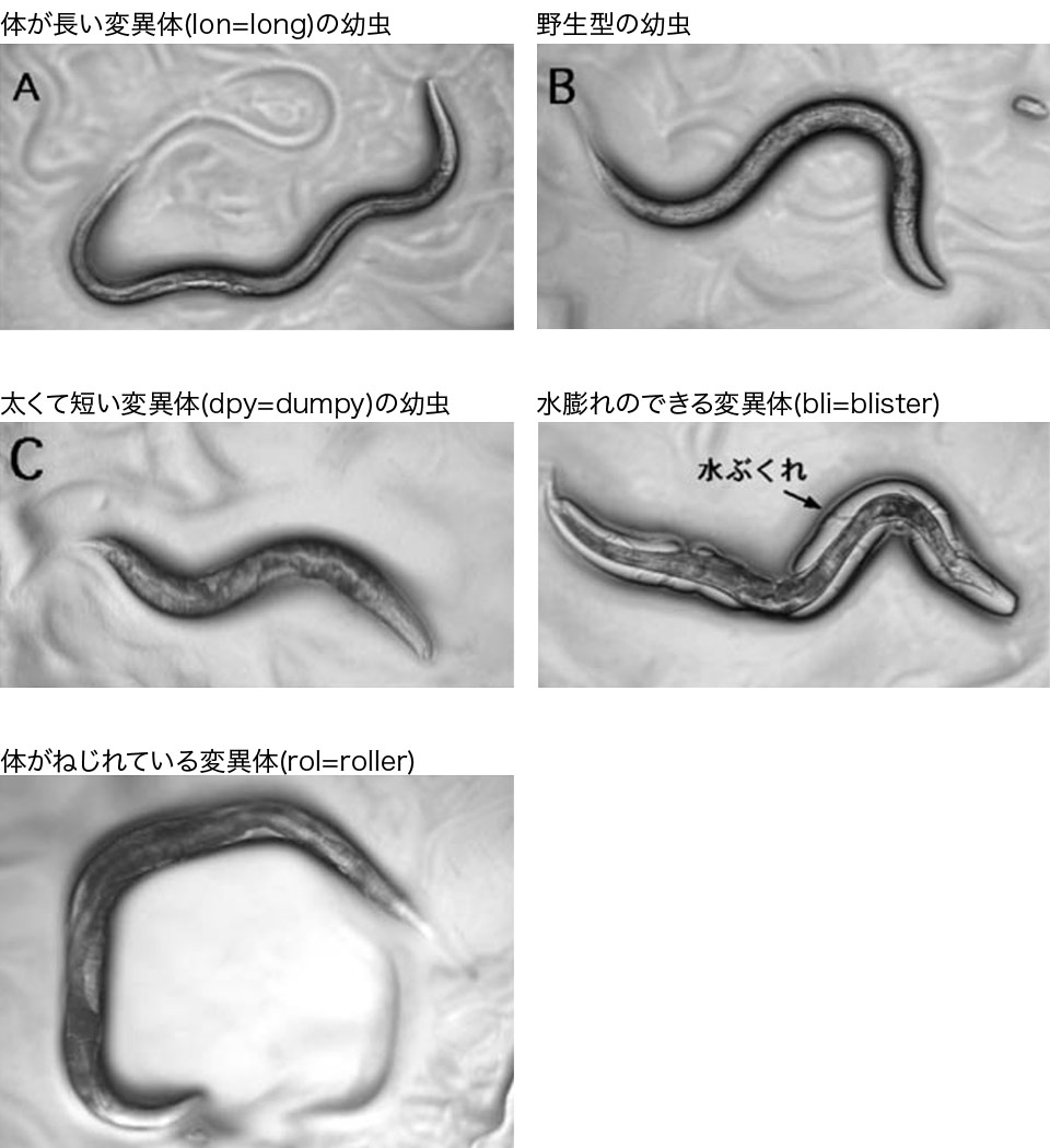 線虫 生物種の遺伝学 遺伝学電子博物館