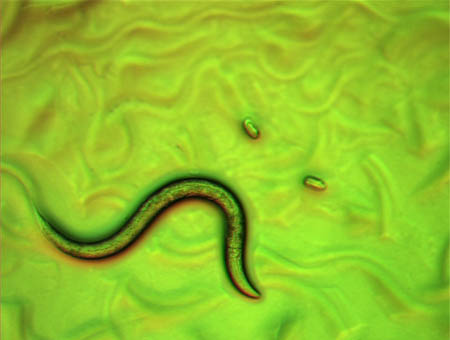 線虫（Caenorhabditis elegans）