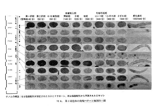 第3染色体の発現パターン地図の一部