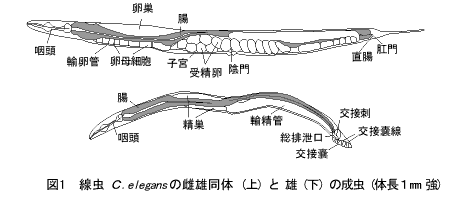 線虫 C.elegansの雌雄同体と雄の成虫