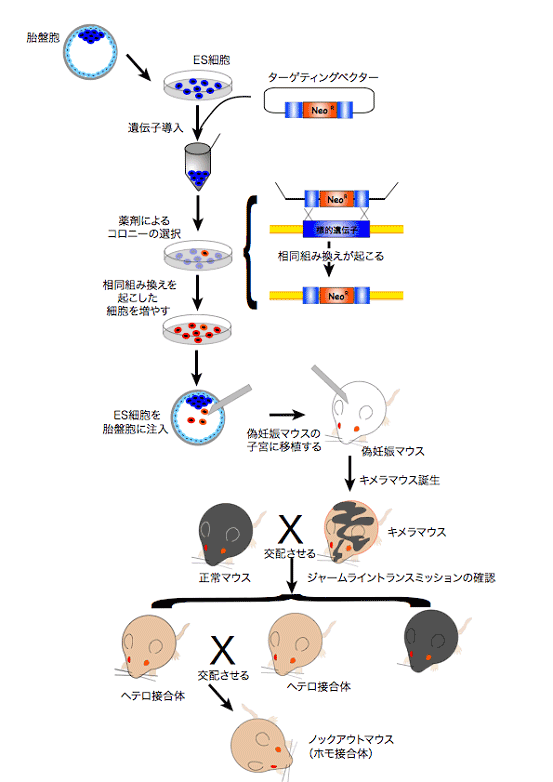 ノックアウトマウス作成の流れ