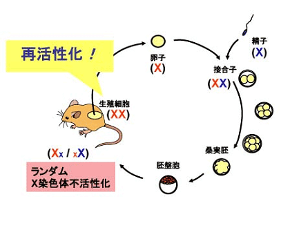 哺乳類のX染色体の不活性化と再活性化