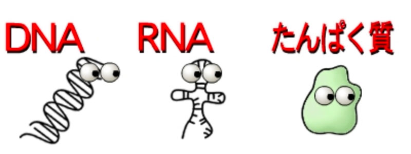 この最初のステップ、すなわちDNAを鋳型としてRNAを合成する段階はなんと呼ばれるでしょう？