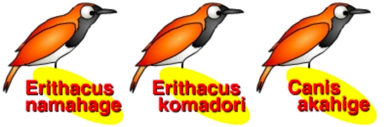 本固有種である鳥のアカヒゲは、Erithacus akahigeと命名されるところを、命名者であるオランダの学者テミンク（Temminck）の間違いから違う学名となりました。その間違いとは、以下のうちのどれでしょう。