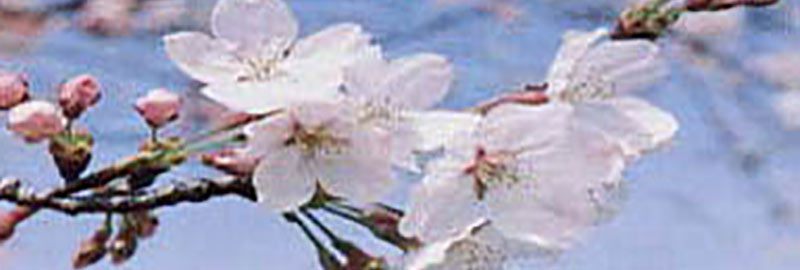日本の春に咲く花を代表する桜は以下の分類のどれに属するでしょうか？