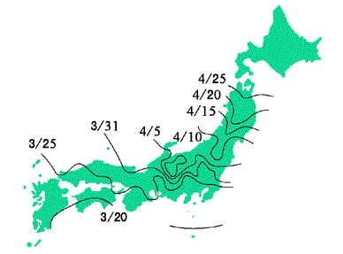 桜 アニメで学ぶ遺伝学 遺伝学電子博物館 桜 アニメで学ぶ遺伝学 遺伝学電子博物館