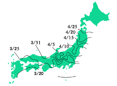 さくらには約300種類もの品種があるのに、どうして、さくら前線は「そめいよしの」の開花で決まるの？