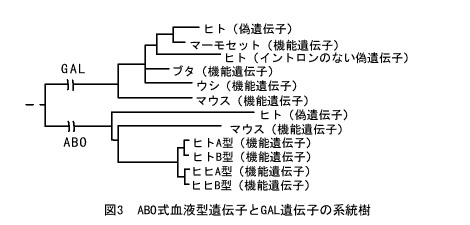 ABO式血液型遺伝子とGAL遺伝子の系統樹