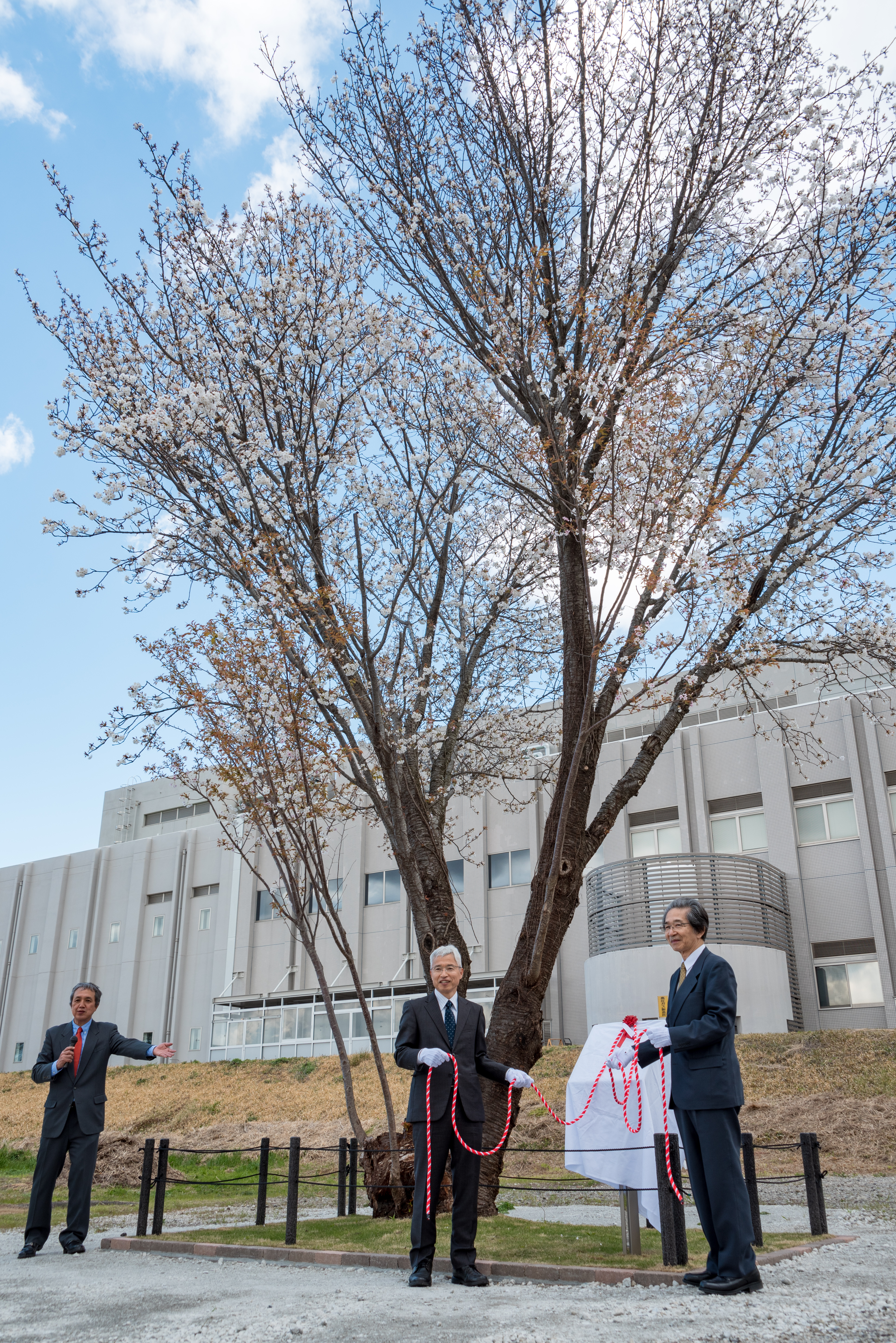 半兵衛白紅桜と銘板