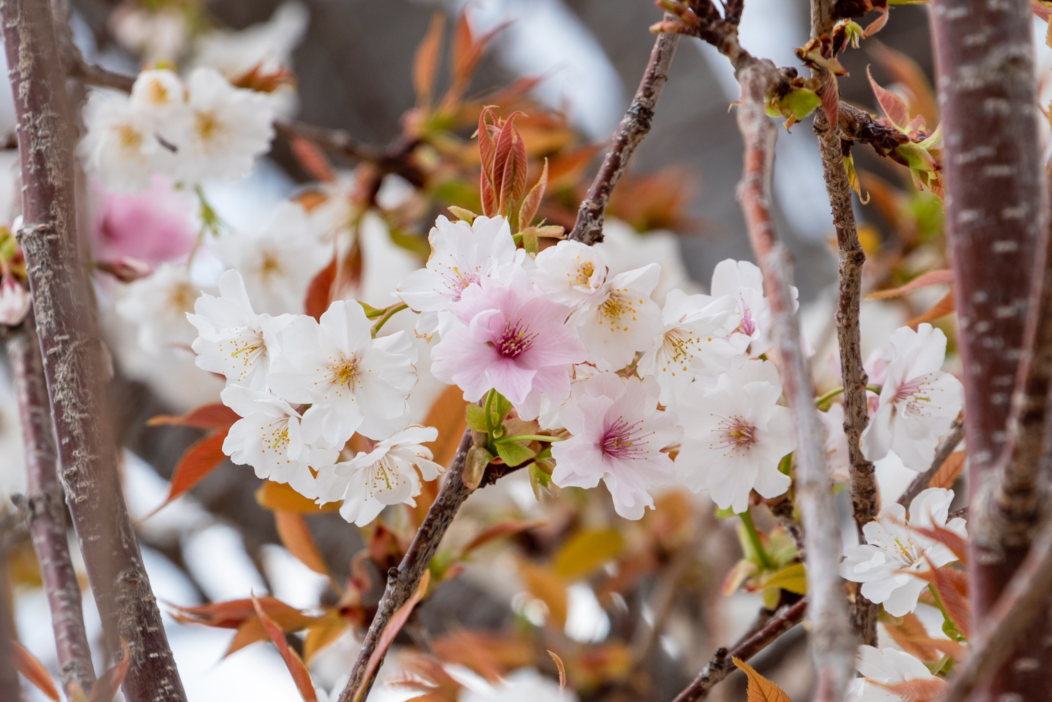 半兵衛白紅桜 接写