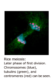 Rice meiosis