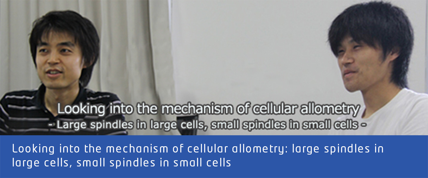 Looking into the mechanism of cellular allometry: large spindles in large cells, small spindles in small cells