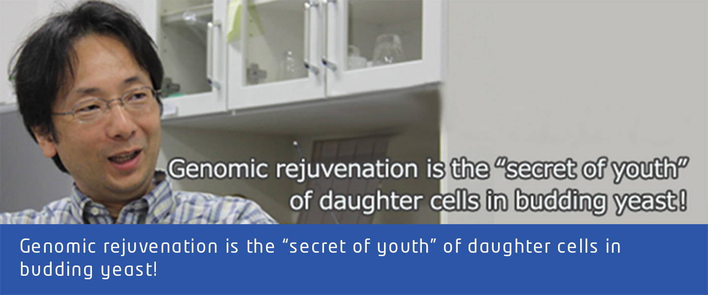 Genomic rejuvenation is the “secret of youth” of daughter cells in budding yeast!