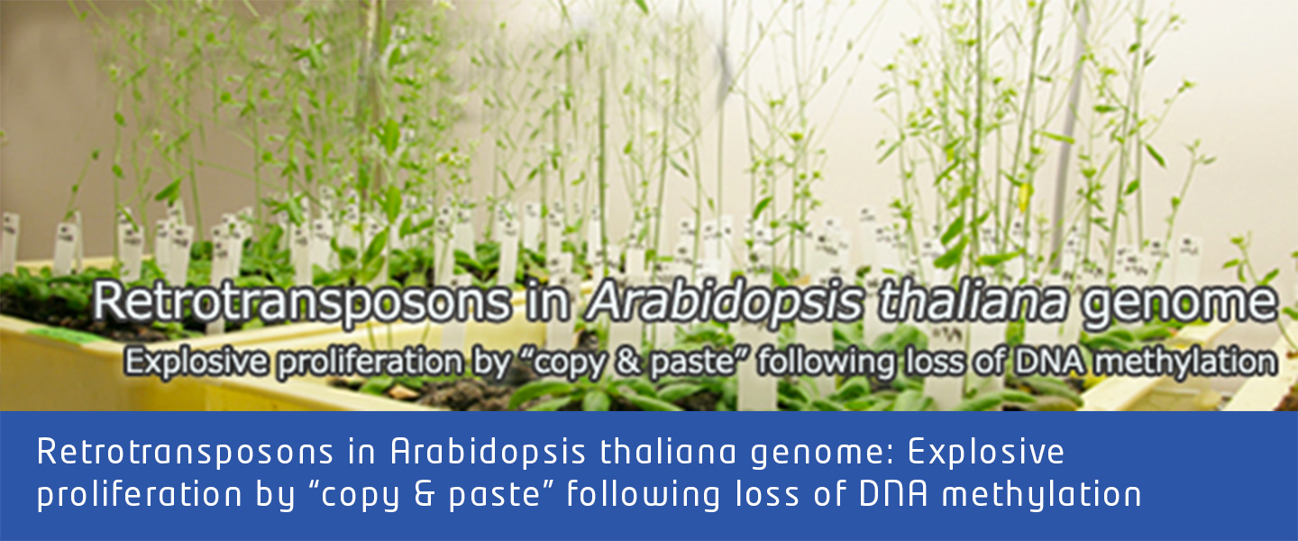 Retrotransposons in Arabidopsis thaliana genome: Explosive proliferation by “copy & paste” following loss of DNA methylation