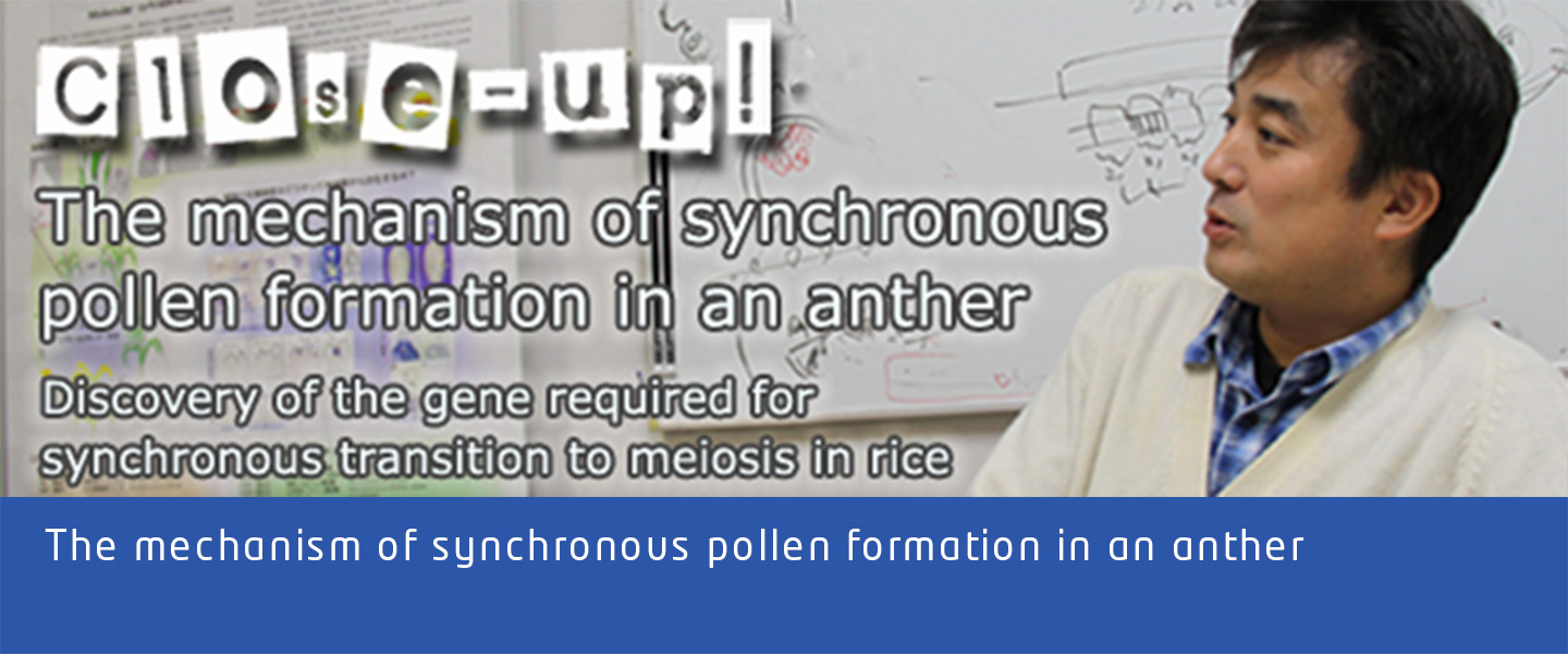 The mechanism of synchronous pollen formation in an anther