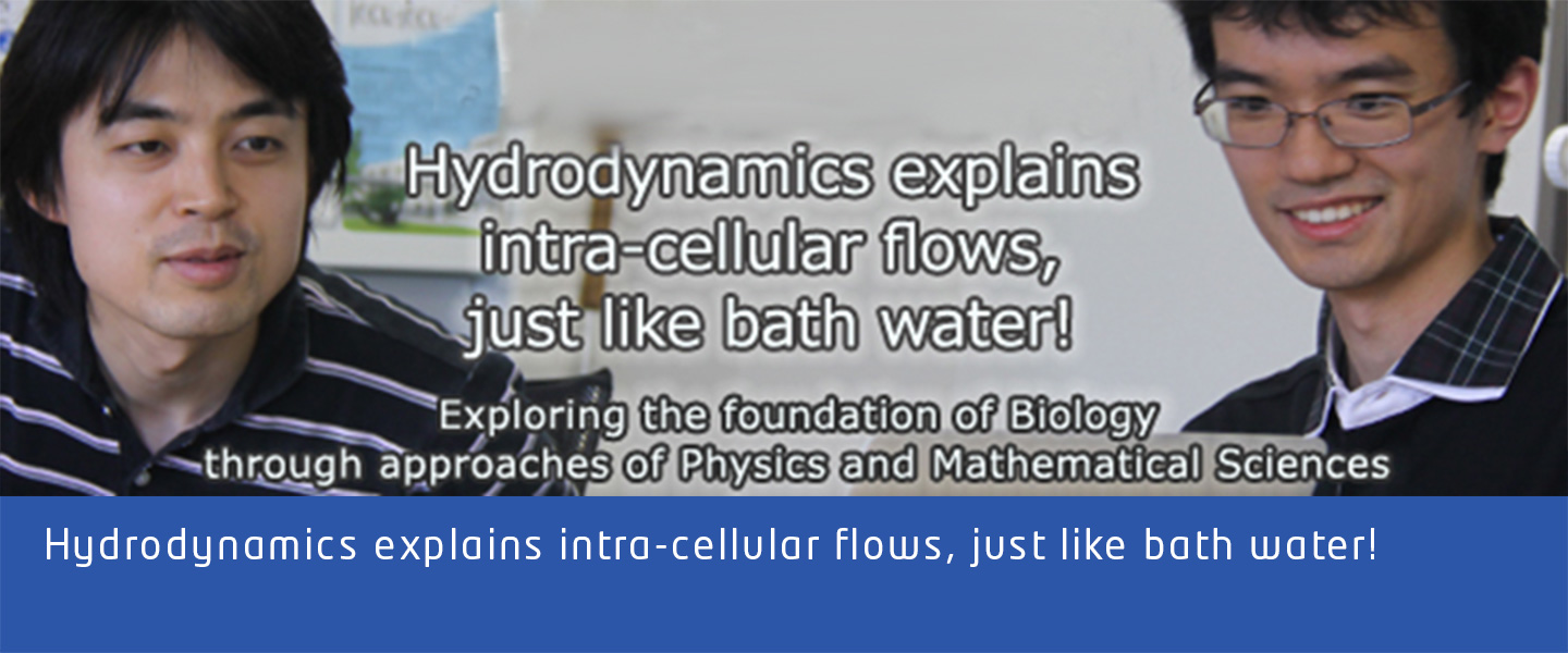 
Hydrodynamics explains intra-cellular flows, just like bath water!