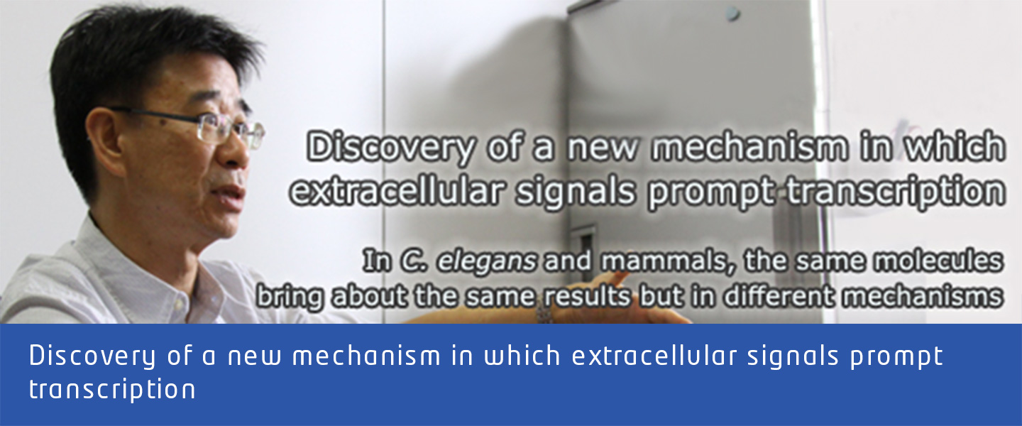 Discovery of a new mechanism in which extracellular signals prompt transcriptione