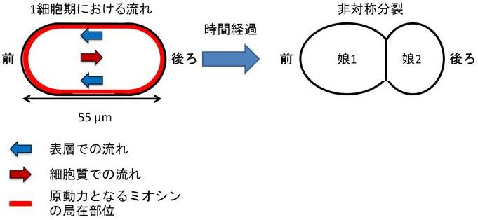 細胞内の流れと非対称分裂