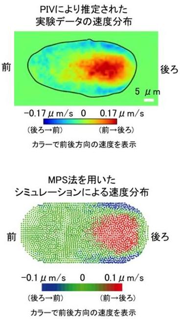 PIVにより推定された実験データの速度分布