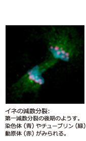 イネの減数分裂