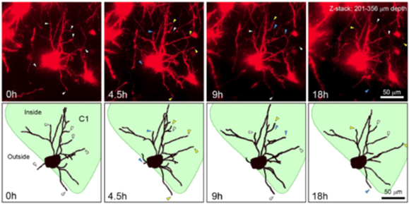 二光子顕微鏡によって観察した大脳皮質神経細胞が正常に成熟する様子
