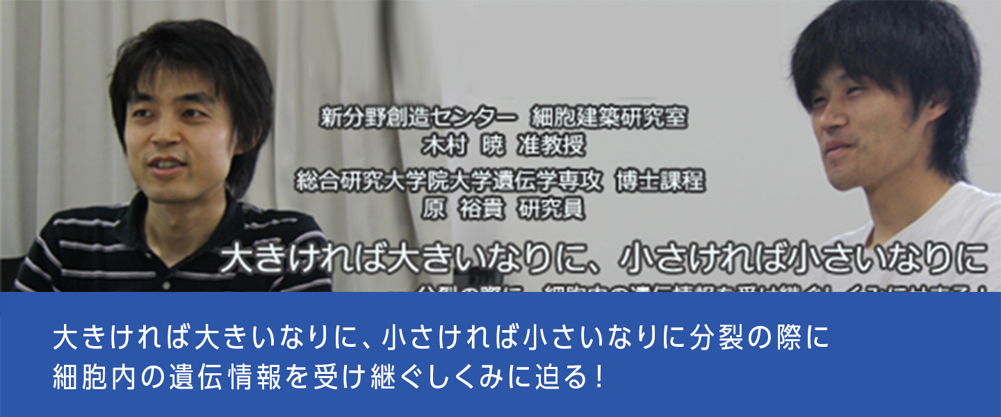 大きければ大きいなりに、小さければ小さいなりに分裂の際に細胞内の遺伝情報を受け継ぐしくみに迫る！