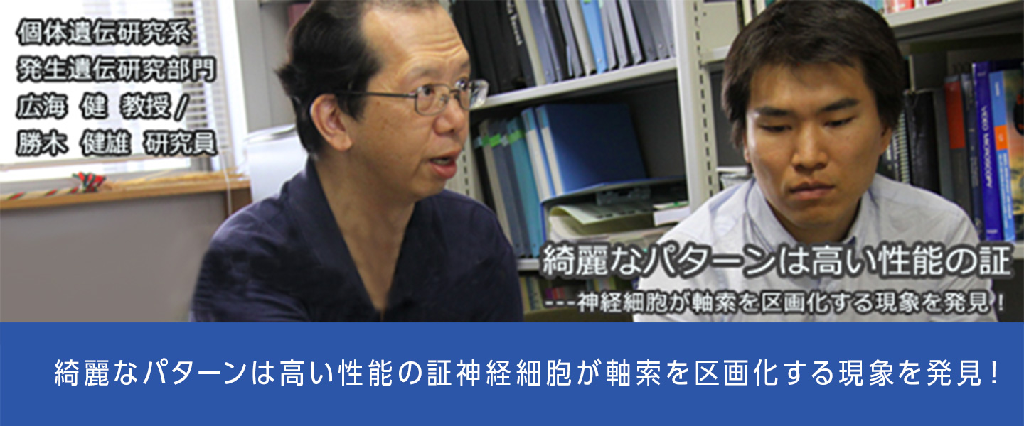 綺麗なパターンは高い性能の証神経細胞が軸索を区画化する現象を発見！