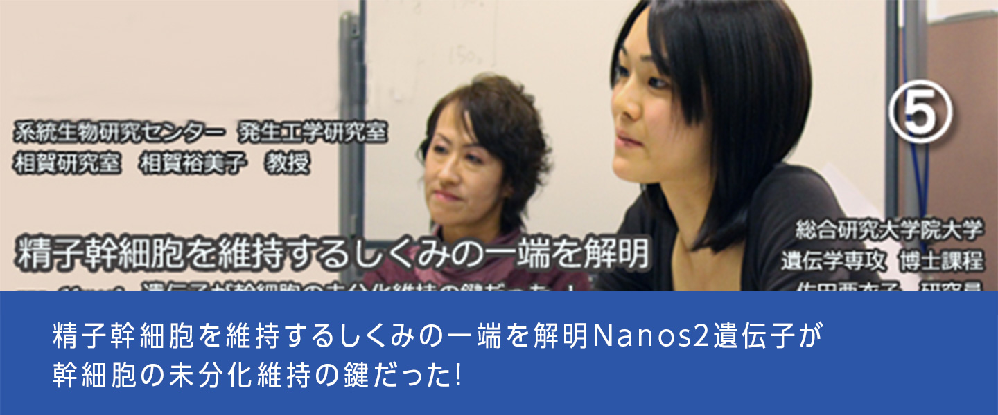 精子幹細胞を維持するしくみの一端を解明Nanos2遺伝子が幹細胞の未分化維持の鍵だった!