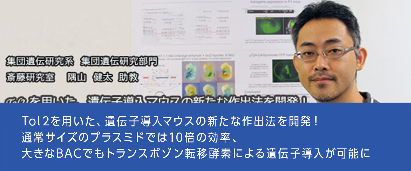 Tol2を用いた、遺伝子導入マウスの新たな作出法を開発！通常サイズのプラスミドでは10倍の効率、大きなBACでもトランスポゾン転移酵素による遺伝子導入が可能に-