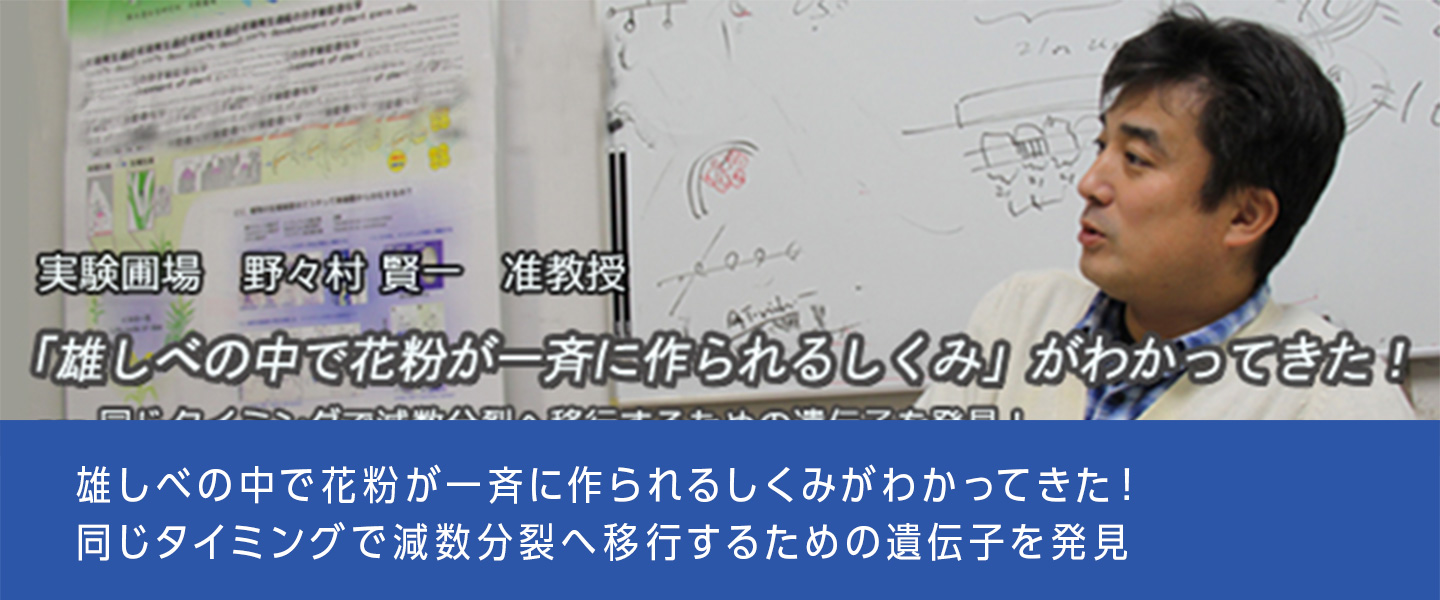 雄しべの中で花粉が一斉に作られるしくみがわかってきた！同じタイミングで減数分裂へ移行するための遺伝子を発見