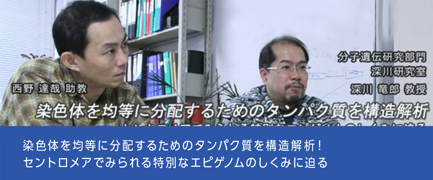 染色体を均等に分配するためのタンパク質を構造解析！セントロメアでみられる特別なエピゲノムのしくみに迫る！