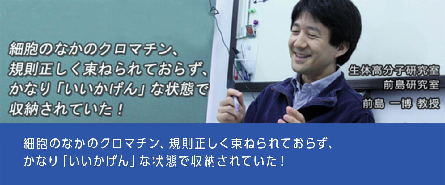 細胞のなかのクロマチン、規則正しく束ねられておらず、かなり「いいかげん」な状態で収納されていた！