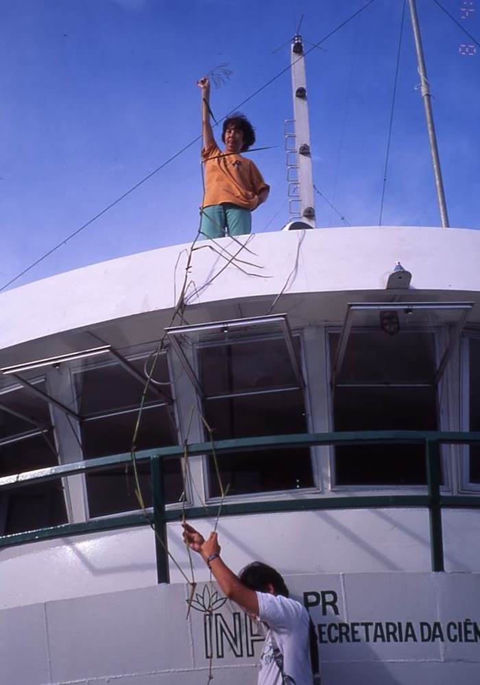 Dr. Morishima Collecting Wild Rice along the Amazon River. (Photograph by Dr. Masashi Ohara)