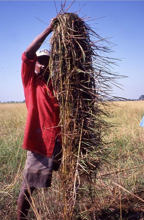 Perennial Wild Rice in Thailand with Extensive Underground Stem.