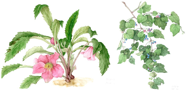 Botanical Art after Retirement (Christmas Rose, Ampelopsis).